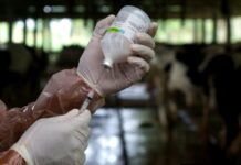 Kementan Distribusikan 4 Juta Dosis Vaksin PMK pada Hewan