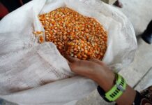 Pemerintah Tetapkan HPP Jagung Rp5.500/Kg, Bulog Siap Serap 1 Juta Ton Panen Raya