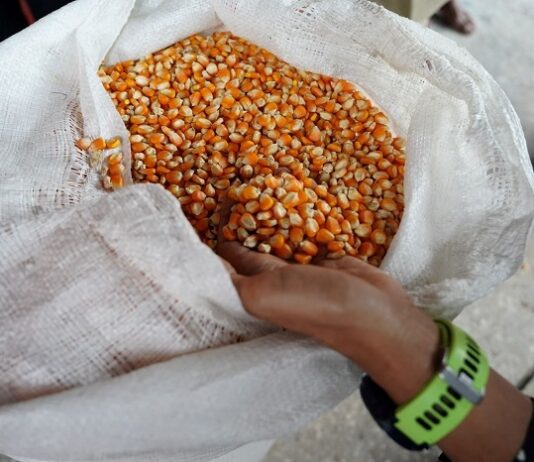 Pemerintah Tetapkan HPP Jagung Rp5.500/Kg, Bulog Siap Serap 1 Juta Ton Panen Raya