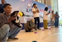 Cleo Fest x MCLC Jadi Ajang Silaturahmi Pecinta Kucing Makassar