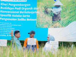 Dukung Asta Cita Presiden dan SDGs Ketahanan Pangan, PT Vale Panen Bersama Demplot Padi Berkelanjutan di Kolaka