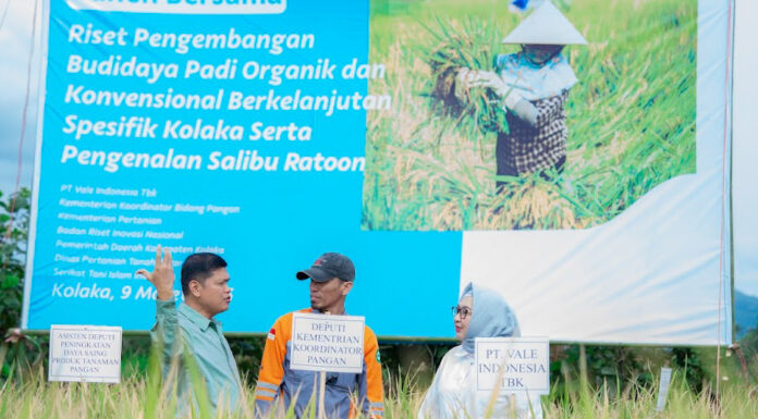 Dukung Asta Cita Presiden dan SDGs Ketahanan Pangan, PT Vale Panen Bersama Demplot Padi Berkelanjutan di Kolaka