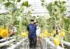 Appi Ingin Urban Farming Masjid Bin Baz Jadi Model Ketahanan Pangan Perkotaan