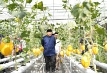 Appi Ingin Urban Farming Masjid Bin Baz Jadi Model Ketahanan Pangan Perkotaan