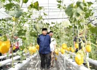 Appi Ingin Urban Farming Masjid Bin Baz Jadi Model Ketahanan Pangan Perkotaan
