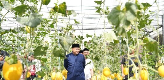 Appi Ingin Urban Farming Masjid Bin Baz Jadi Model Ketahanan Pangan Perkotaan